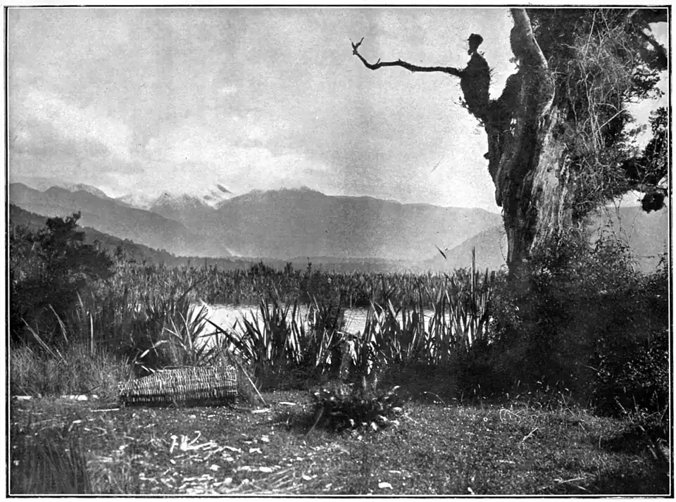 Stream with mountains in the distance edged by flax and rushes with a gnarled tree and woven eel trap in the foreground