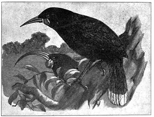 Illustratiion of two huia birds. The male is in the front standing on a branch, while the female (recognised as such by the extreme curve of the beak) is behind the branch.