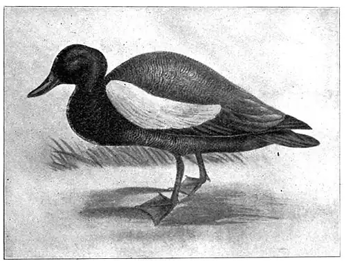 Illustration of a paradise duck.