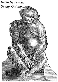 Homo Sylvestris. Orang Outang.