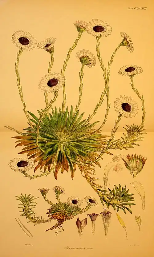 Plate XXVI.XXVII; Celmisia vernicosa Hook. fil.; Fitch del et lith; prel lith Linn imp