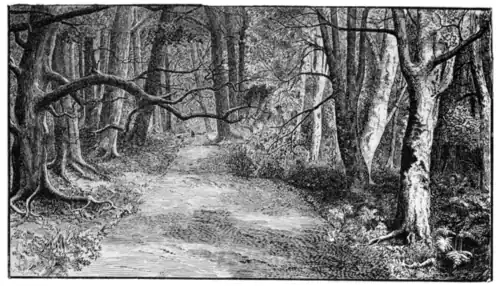 THE AVENUE OF BEECHES.