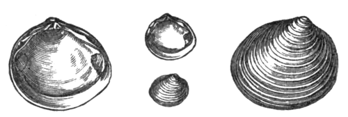 Geological Evidences of the Antiquity of Man Fig. 28.png