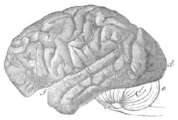 Geological Evidences of the Antiquity of Man Fig. 56.png