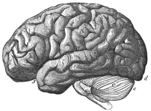 Geological Evidences of the Antiquity of Man Fig. 58.png
