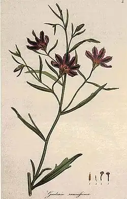 Colour drawing of a thin-stemmed plant with long leaves and dark red flowers.