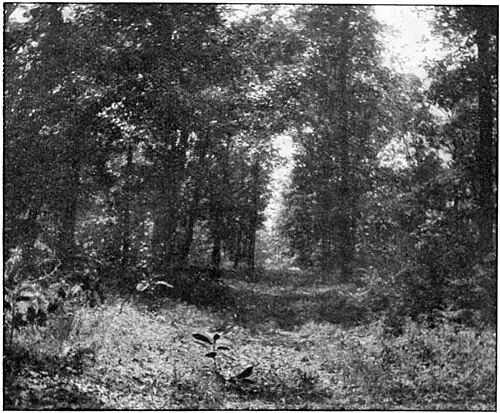 The Old Vincennes Trace Near Xenia, Illinois