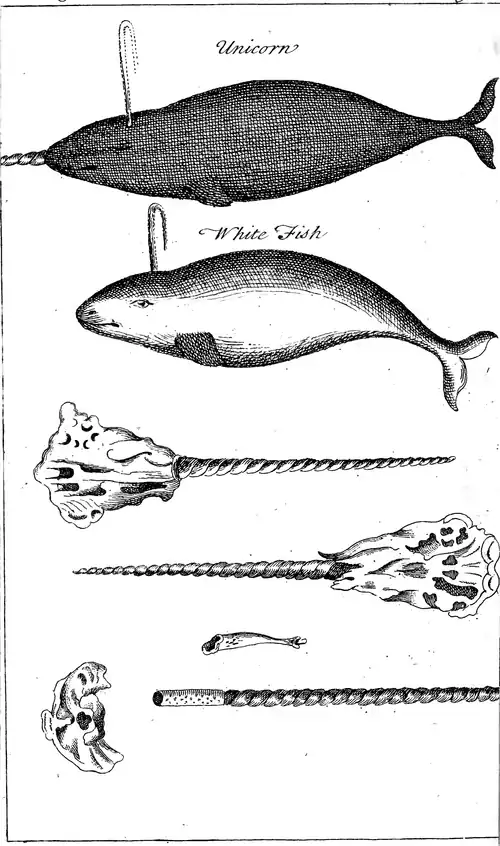 Illustration of a narwhal (labeled "Unicorn") and another sea animal (labeled "White Fish"), as well as narwhal horns, 1745.