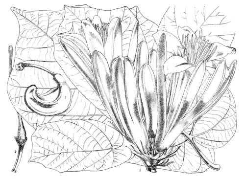 PTEROSPERMUM ACERIFOLIUM, WILLD.