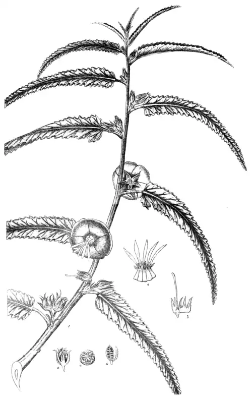 PENTAPETES PHŒNICEA, LINN.