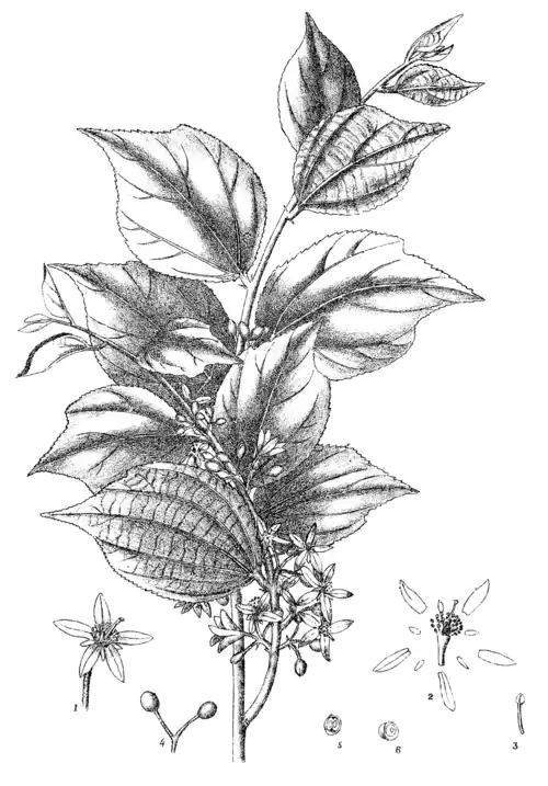 GREWIA ASIATICA, VAR. VESTITA, WALL.