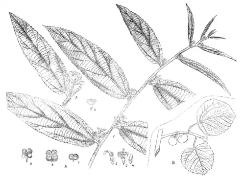 A—GREWIA POLYGAMA, ROXB. B—G. VILLOSA, WILL.