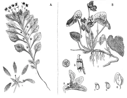 A—VIOLA CINEREA, BOISS. B—VIOLA ODORATA, LINN.