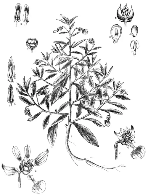 IONIDIUM SUFFRUTICOSUM