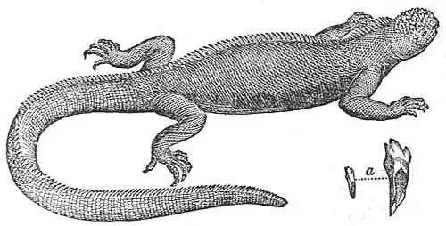 Journal of Researches (1860) Page 385.jpg