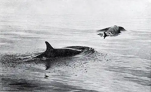 Photo of two orcas' backs emerging from calm water