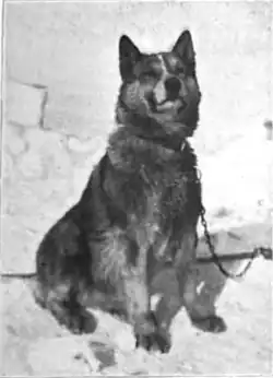 Photograph of a dog sitting on snow