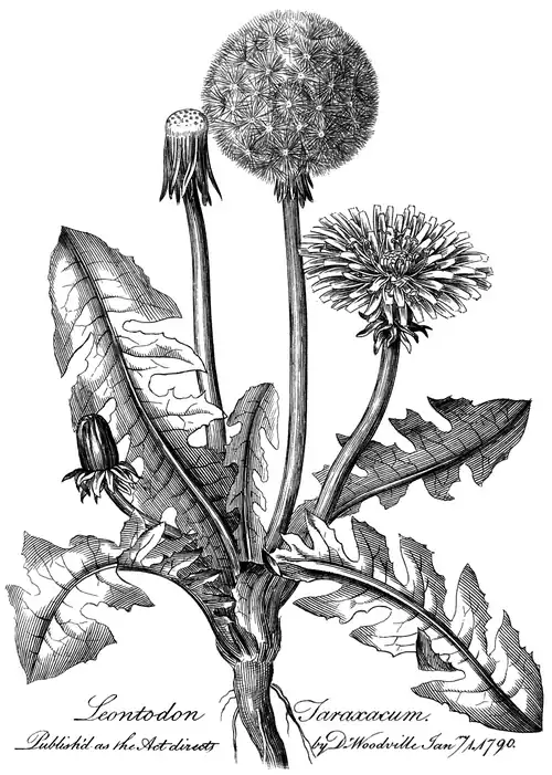 Leontodon Taraxacum. Published as the Act directs by Dr Woodville Janry. 1. 1790.