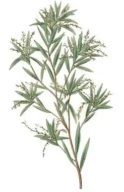 Colour drawing of a thin-stemmed plant with thin leaves and long clusters of small flowers