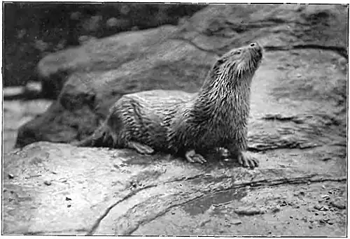 Life Story of an Otter-F107.jpg
