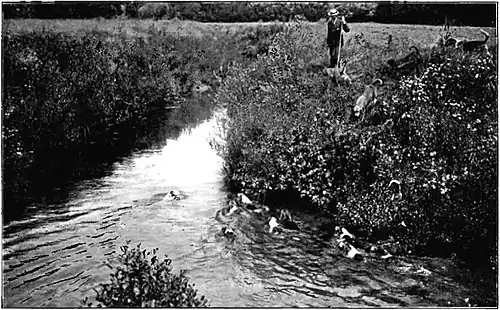 Life Story of an Otter-F78.jpg