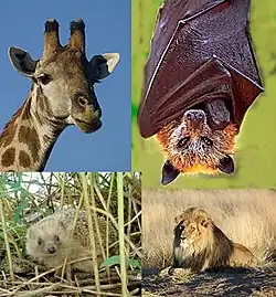 Collage of colour photographs. Clockwise from the upper left: Giraffe (Giraffa camelopardalis), Golden-capped Fruit Bat (Acerodon jubatus), Lion (Panthera leo) and West European Hedgehog (Erinaceus europaeus}