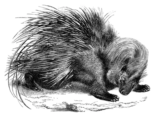 AFRICAN PORCUPINE.