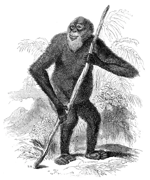 BORNEAN ORANG.
