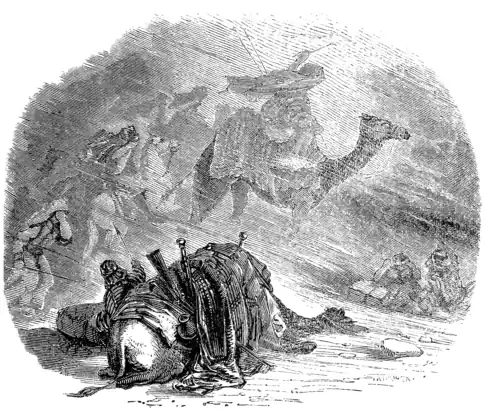 CAMEL IN SAND-STORM.