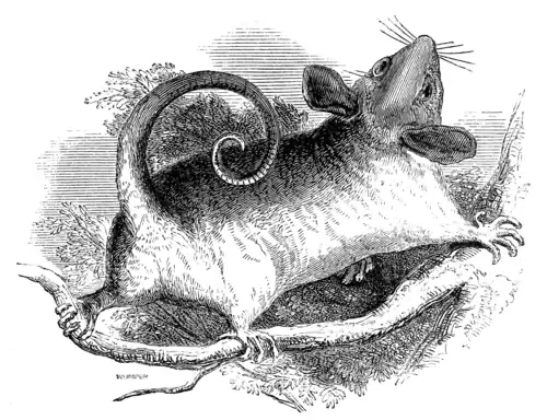 DORMOUSE PHALANGER.
