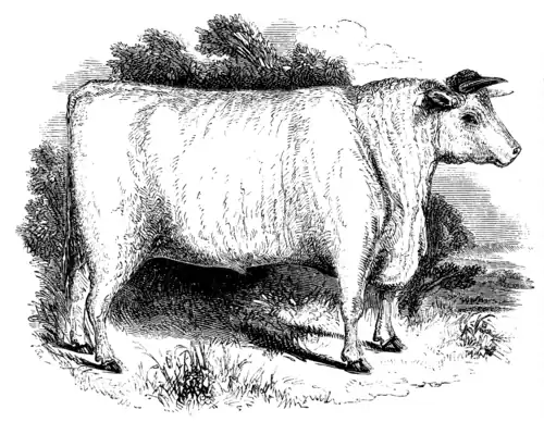 DURHAM OX.