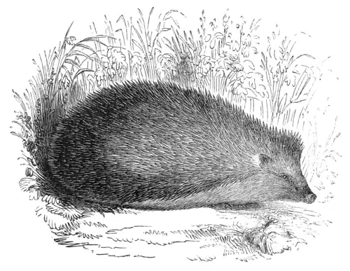 HEDGEHOG.