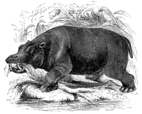 HIPPOPOTAMUS.