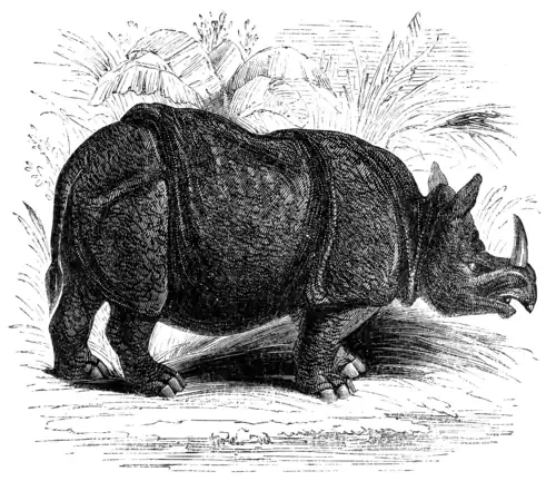 INDIAN RHINOCEROS.
