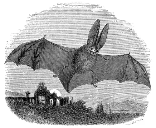 LONG-EARED BAT.