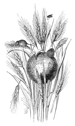 NEST OF HARVEST MOUSE.