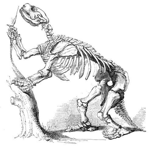 SKELETON OF MYLODON