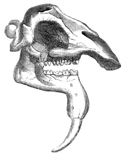 SKULL OF DINOTHERIUM.