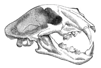 SKULL OF TIGER.