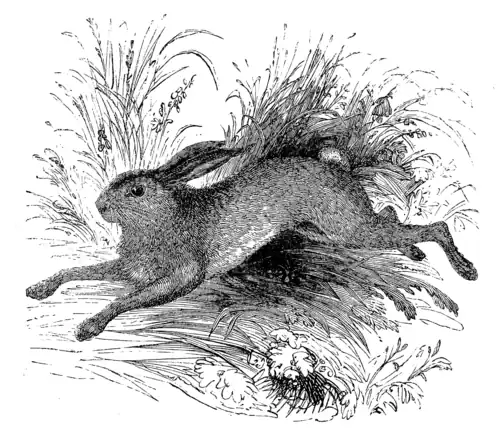 THE HARE.