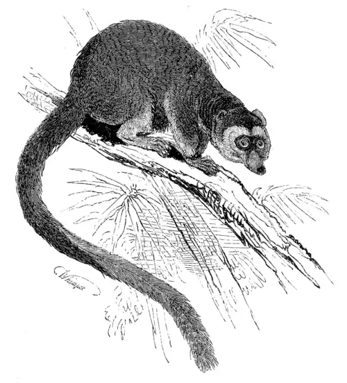 WHITE-FRONTED LEMUR.