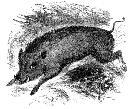 WILD BOAR.