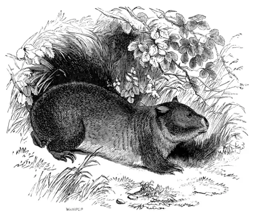 WOMBAT.