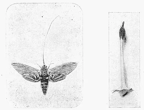 Fig. 1.Convolvulus Hawk-moth and flower of Nicotiana.(Photos by W. J. Lucas.)