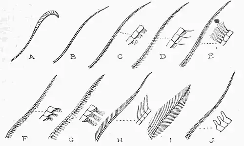 Fig. 2.Antennæ of Moths.