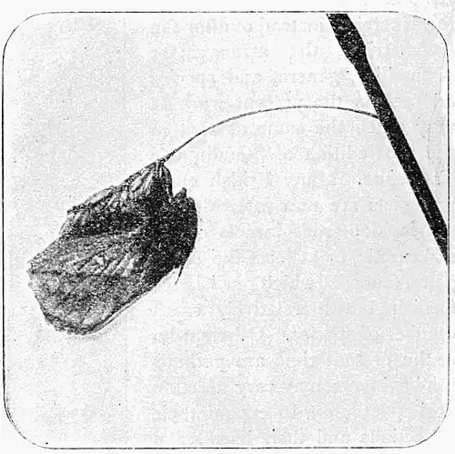 Fig. 7.Drinker-moth at rest.