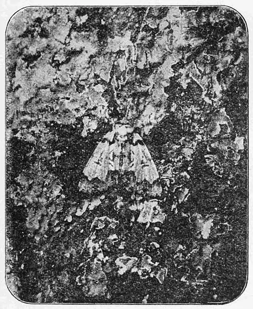 Fig. 8.Scarce Merveille du Jour at rest.