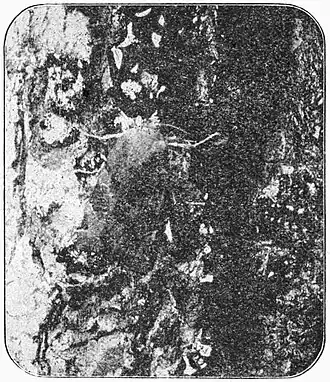 Fig. 9.Broad-bordered Yellow Underwing at sugar.