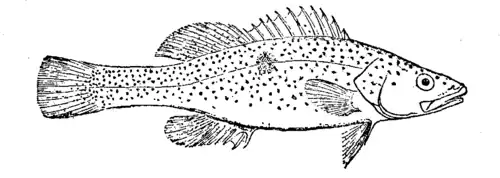 Murray Cod