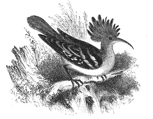 Hoopoe